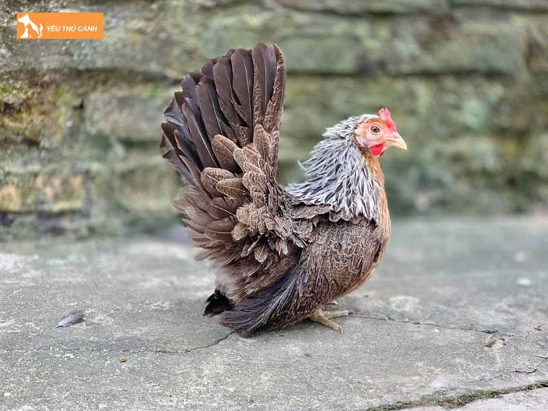 dac-diem-cua-ga-tre-thai-thucanh