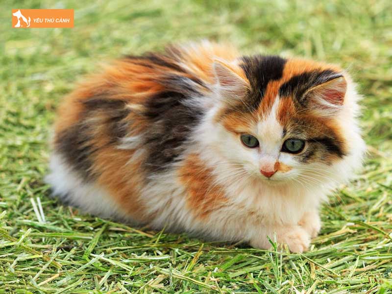dac-diem-cua-meo-tam-the-thucanh