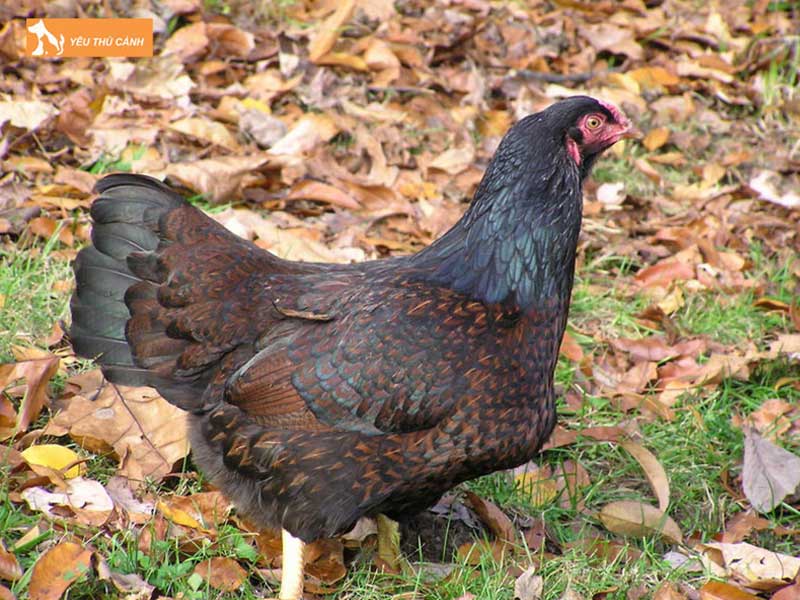 ga-khong-lo-cornish-thucanh