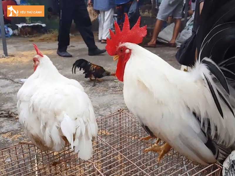 ga-tre-thai-co-nguon-goc-tu-dau-thucanh