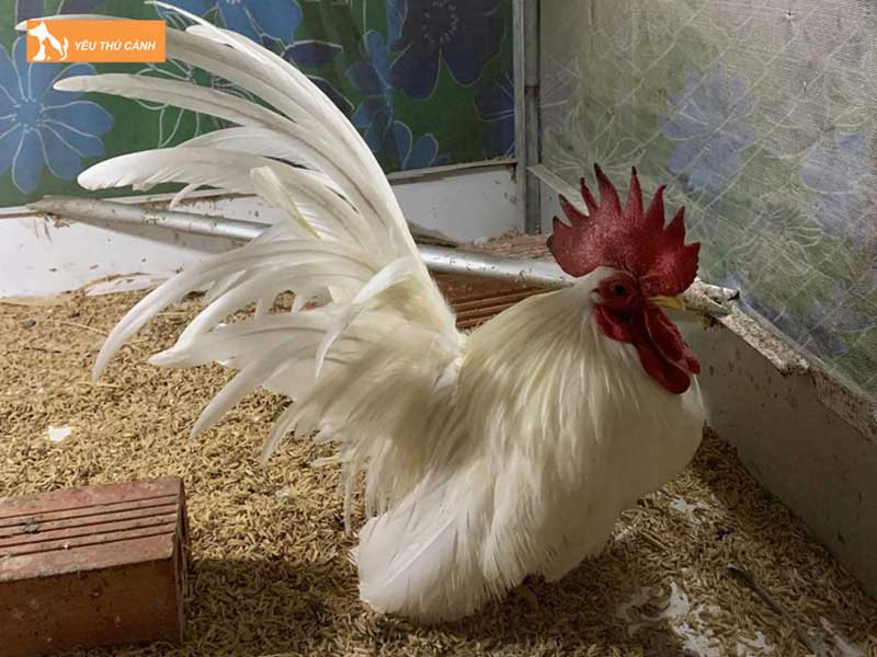 gia-ban-tham-khao-cua-giong-ga-nay-thucanh