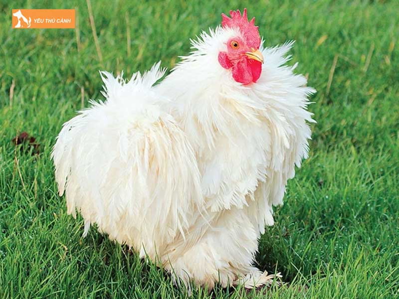 giong-ga-cochin-thucanh