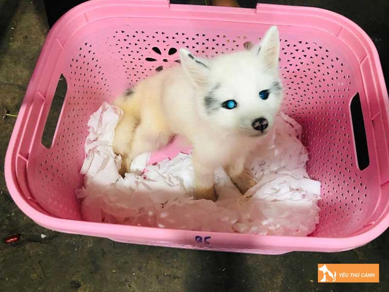 loai-cao-tuyet-gia-bao-nhieu-thucanh