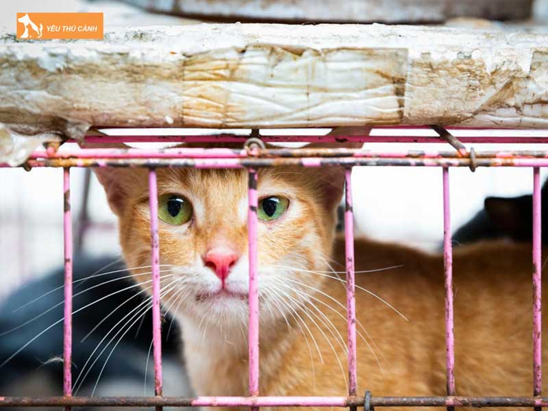 luu-y-khi-nuoi-nhot-meo-vao-chuong-thucanh