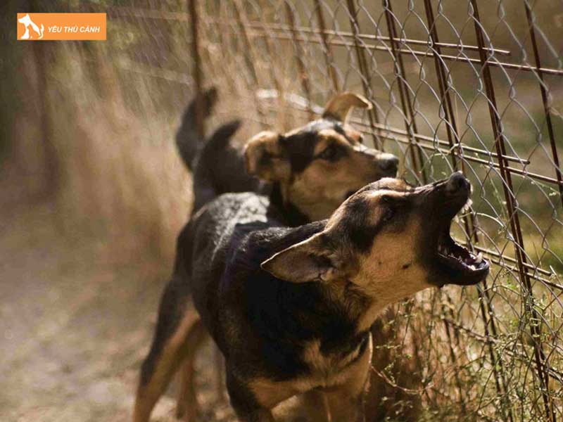 ma-so-cho-den-tu-ban-nang-cua-loai-vat-nay-trong-cuoc-song-thucanh