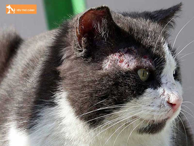 meo-bi-rung-long-tren-mat-la-bieu-hien-cua-benh-gi-thucanh