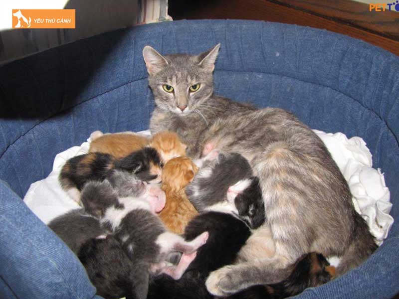 meo-sinh-5-con-la-diem-bao-hen-hay-xui-1-thucanh