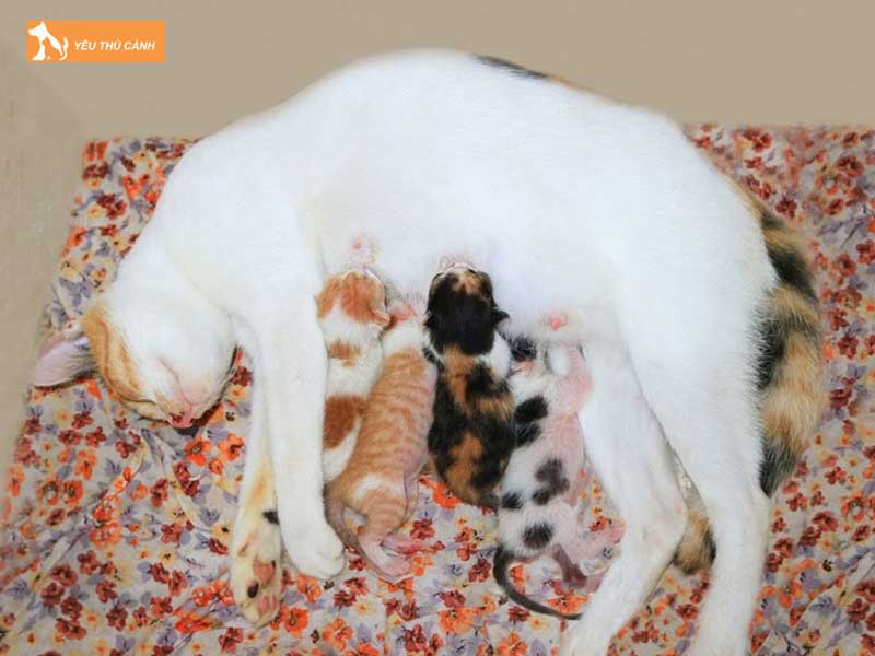 meo-sinh-5-con-la-diem-bao-hen-hay-xui-2-thucanh