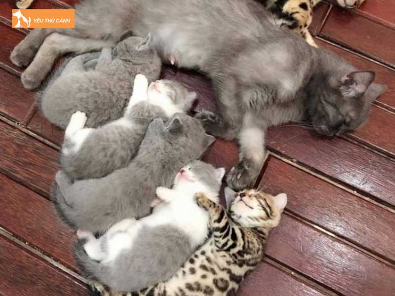 meo-sinh-5-con-la-diem-bao-hen-hay-xui-thucanh