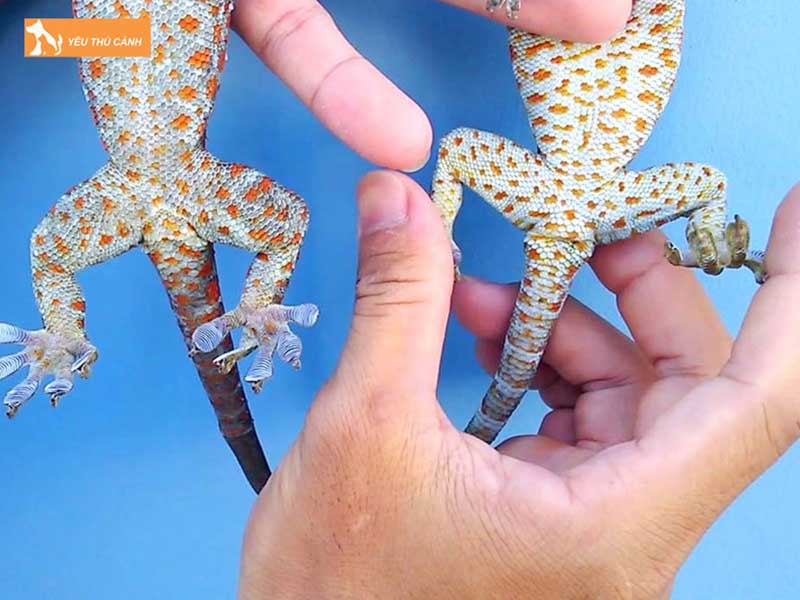 mot-so-dac-diem-cua-tac-ke-2-thucanh