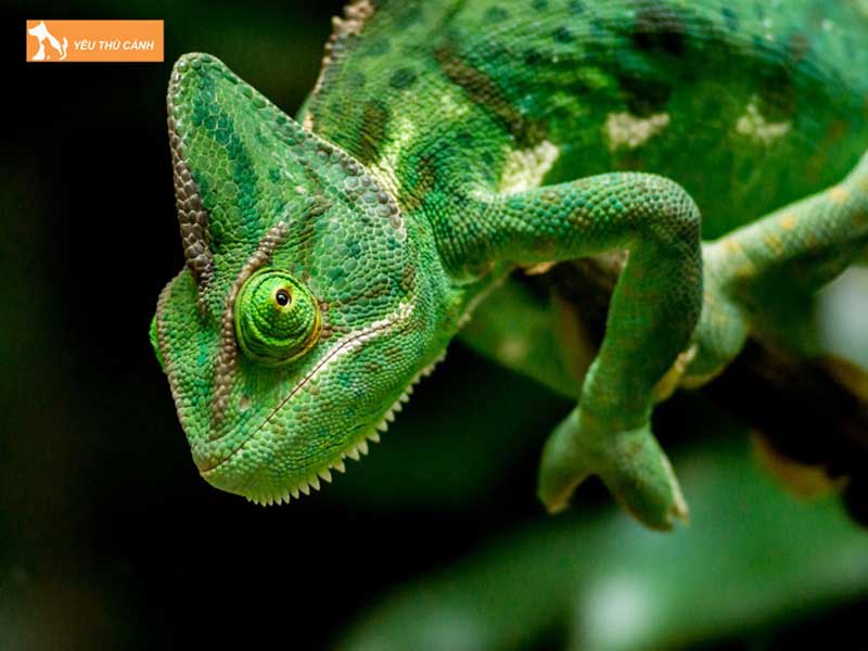 mot-so-dac-diem-cua-tac-ke-thucanh