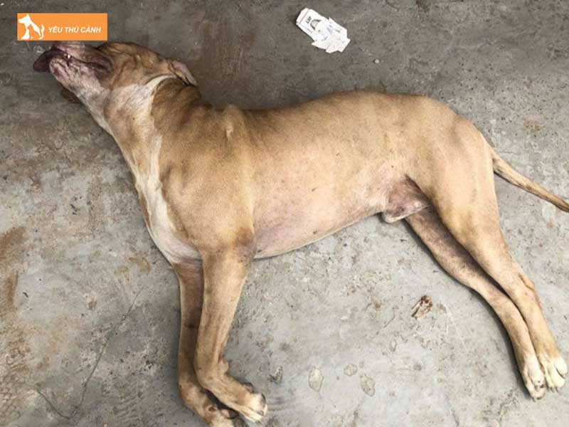 mot-so-truong-hop-ngu-mo-thay-cho-chet-1-thucanh