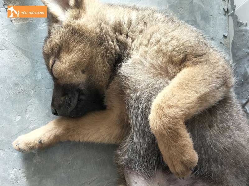 mot-so-truong-hop-ngu-mo-thay-cho-chet-3-thucanh