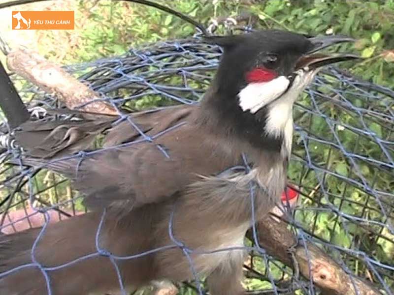 mua-bay-chao-mao-gia-rung-thucanh