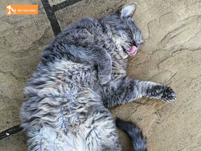 nguyen-nhan-gay-ra-cai-chet-dot-ngot-o-meo-1-thucanh