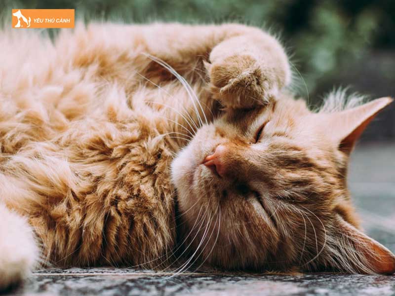 nguyen-nhan-gay-ra-cai-chet-dot-ngot-o-meo-2-thucanh