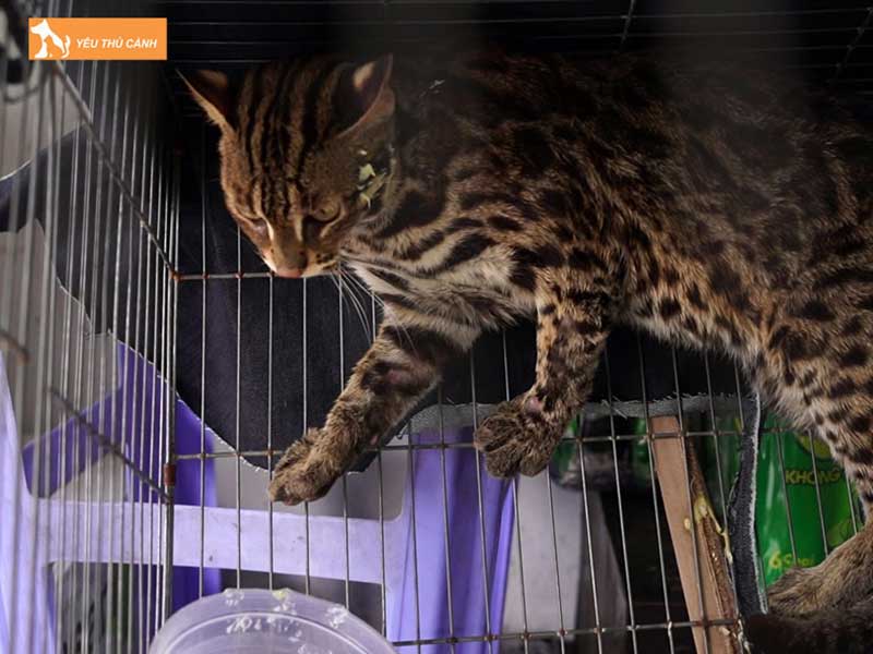 nhung-loi-ich-khi-nuoi-nhot-meo-vao-chuong-thucanh