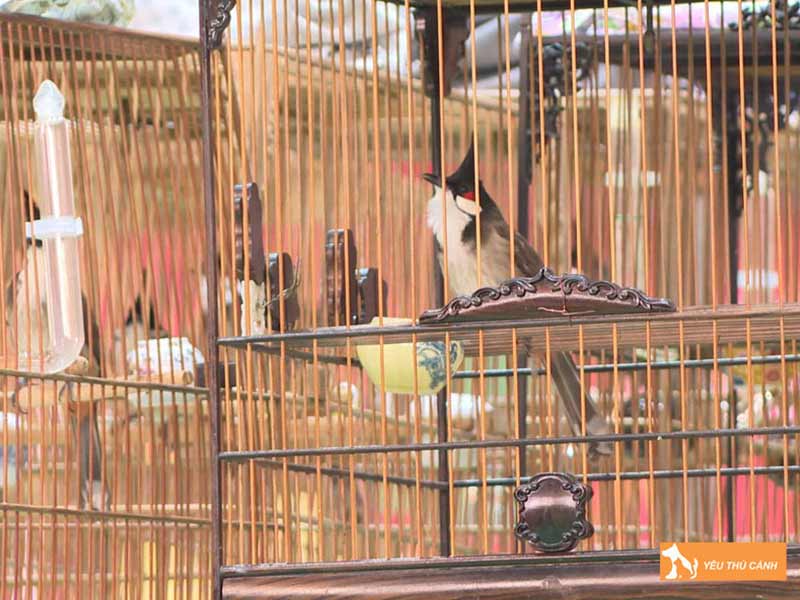 ren-luyen-the-luc-cho-chao-mao-chuan-bi-di-thi-dau-thucanh