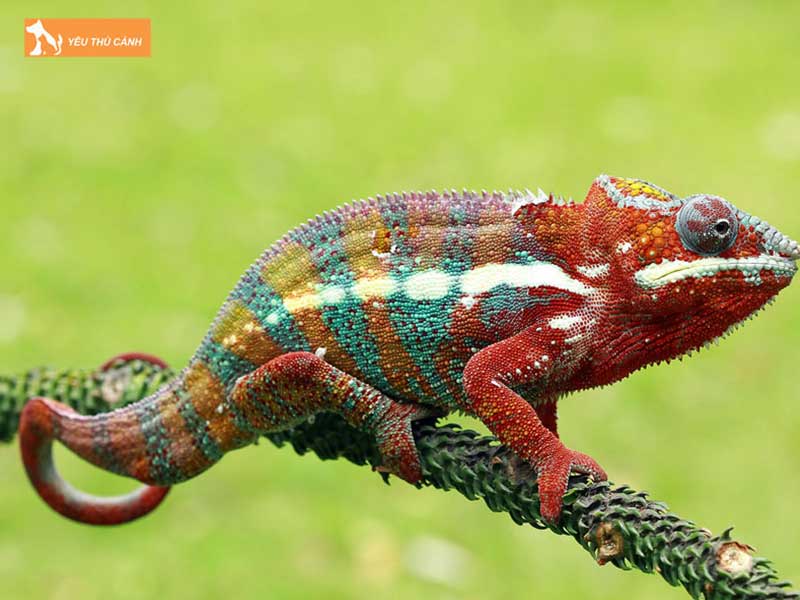 tac-ke-hoa-duoc-ua-chuong-trong-cac-loai-tac-ke-hien-nay-thucanh