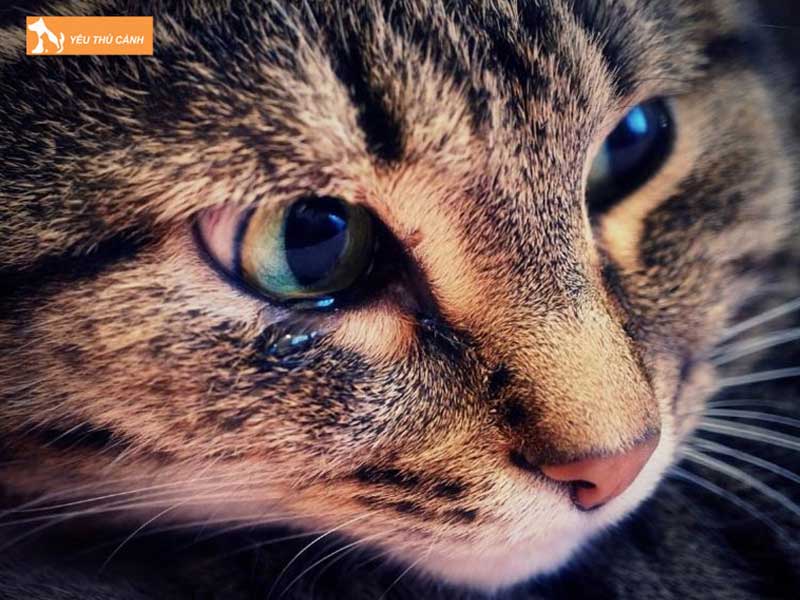 tai-sao-meo-co-mau-nau-chay-ra-tu-mat-thucanh