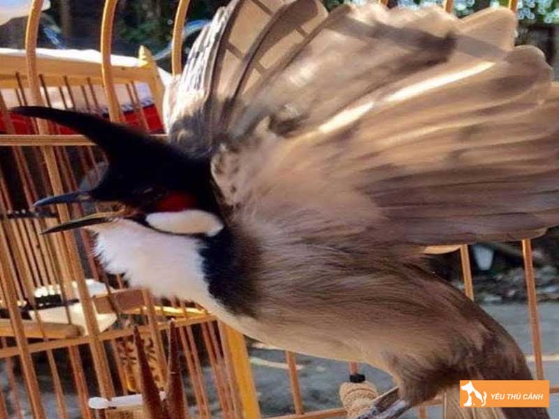 thiet-lap-che-do-dinh-duong-cho-chao-mao-chuan-bi-thi-dau-thucanh