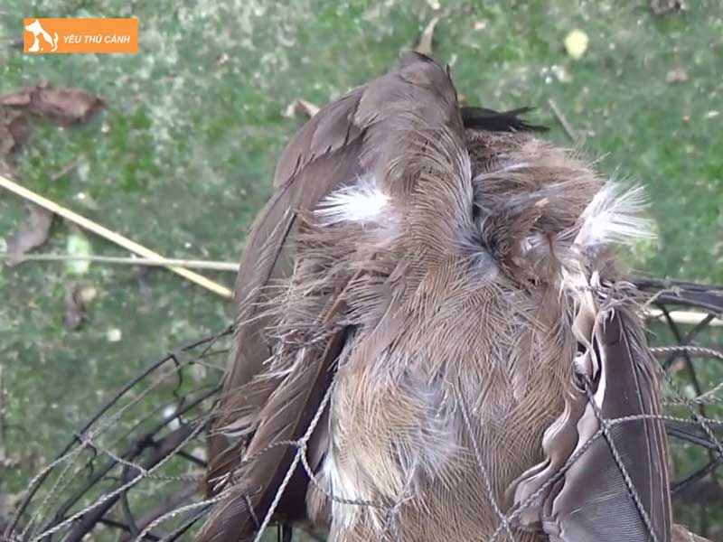 thoi-diem-san-chao-mao-non-thucanh