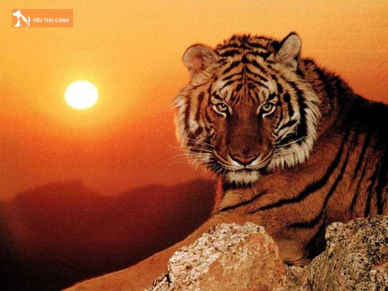 tuoi-meo-va-tuoi-ho-co-hop-nhau-trong-tinh-duyen-thucanh