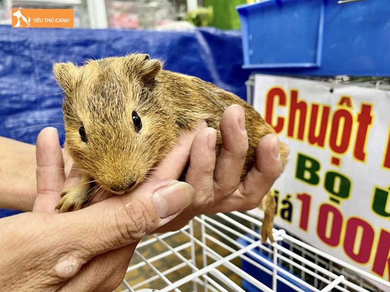 yahoo-pet-shop-thucanh