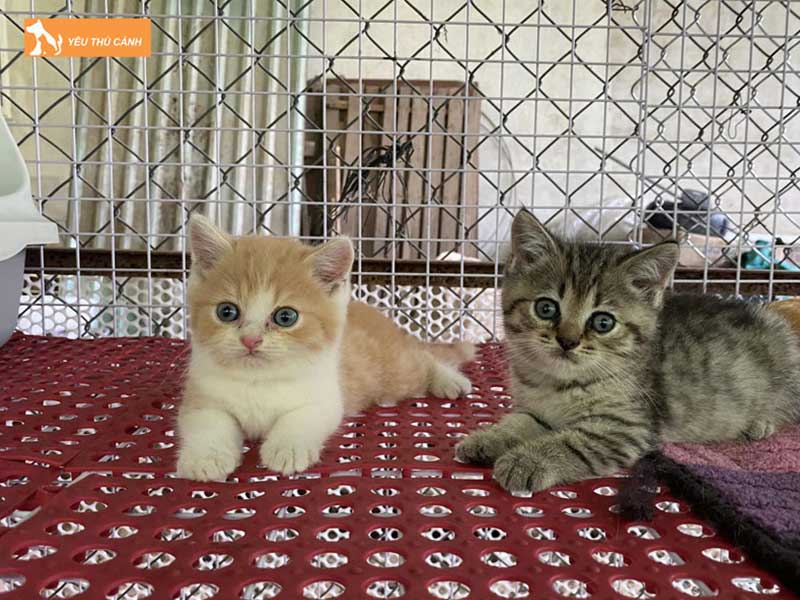 ak-pet-shop-dia-chi-shop-thu-cung-cao-lanh-duoc-yeu-thich-thucanh