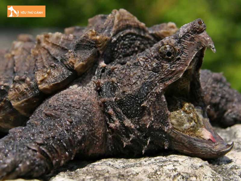 cach-nuoi-rua-ca-sau-hieu-qua-nhat-1-thucanh