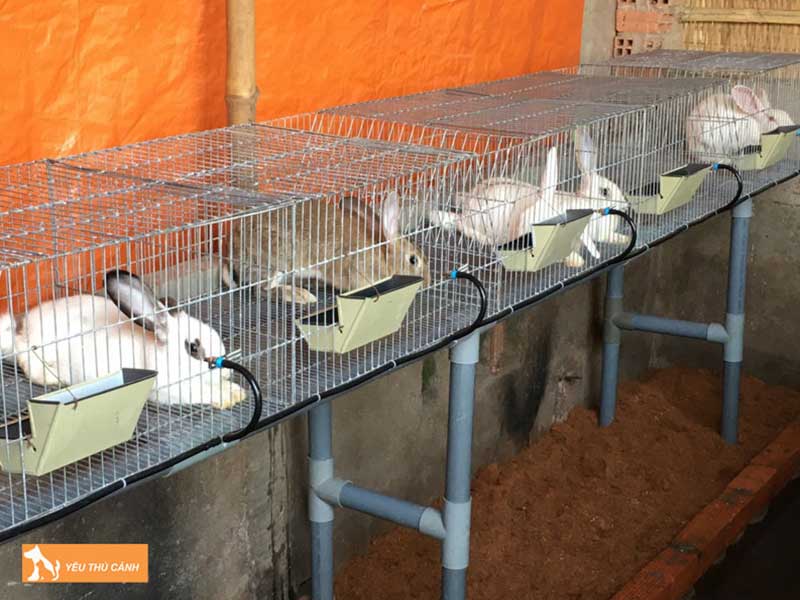 cach-nuoi-tho-va-nhung-luu-y-can-quan-tam-2-thucanh