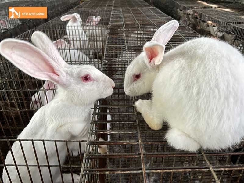 cach-nuoi-tho-va-nhung-luu-y-can-quan-tam-thucanh