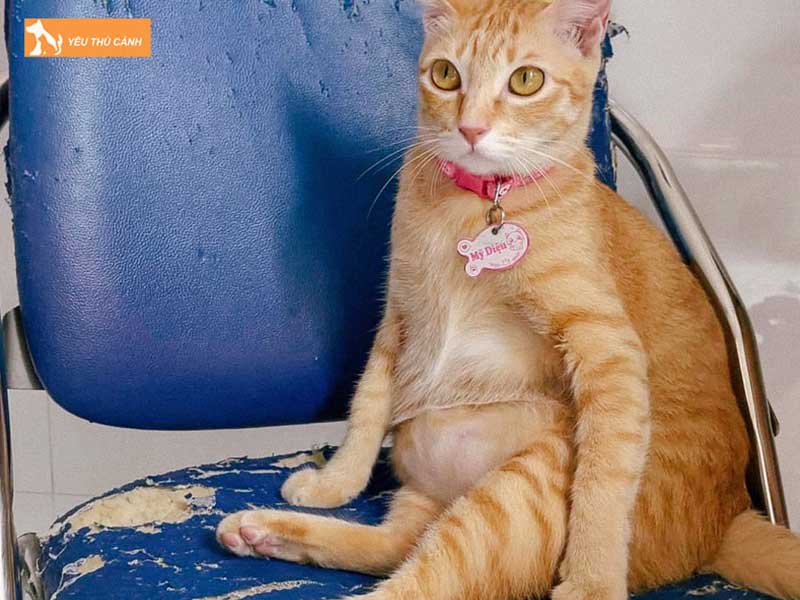 cach-xu-ly-meo-nghich-ngom-huu-hieu-co-the-ap-dung-1-thucanh