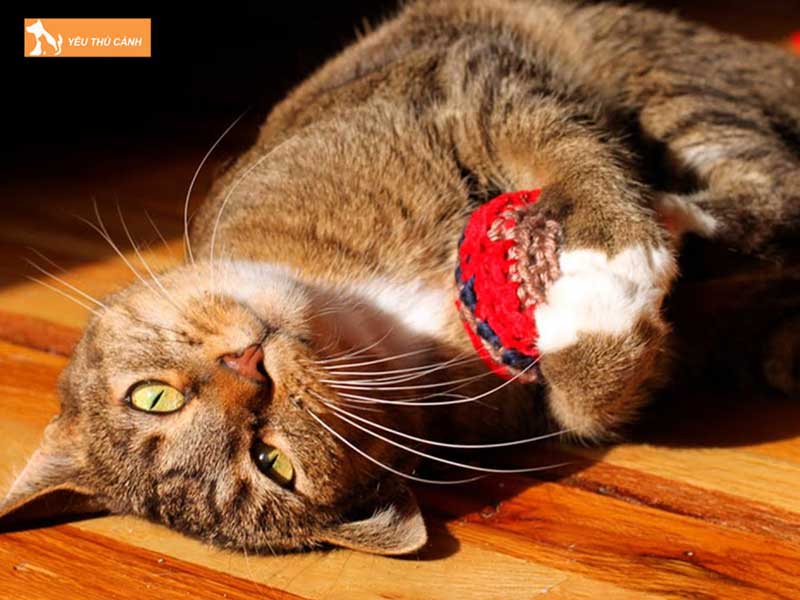 cach-xu-ly-meo-nghich-ngom-huu-hieu-co-the-ap-dung-2-thucanh