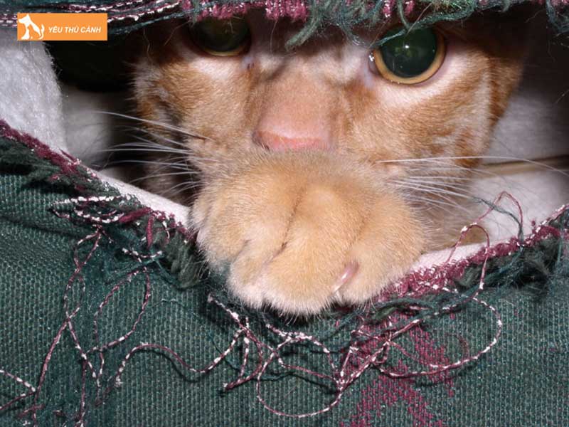 cach-xu-ly-meo-nghich-ngom-huu-hieu-co-the-ap-dung-thucanh