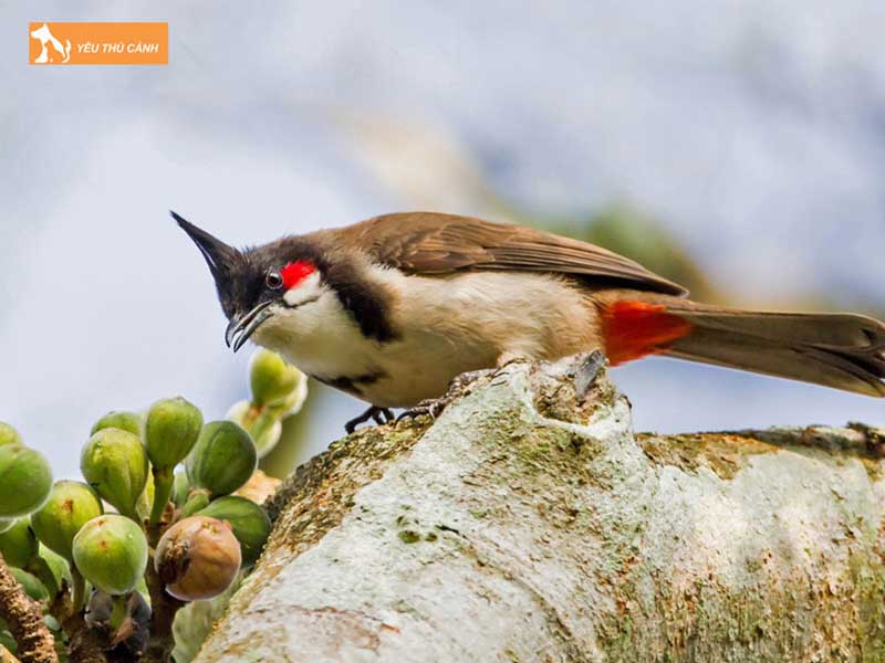 chao-mao-co-gia-bao-nhieu-1-thucanh