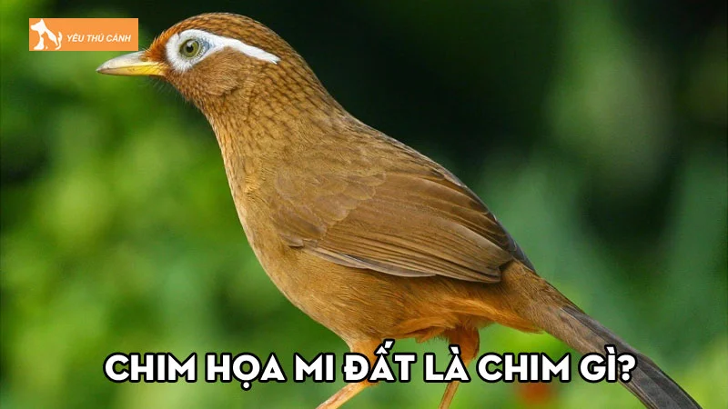 Chim họa mi đất là chim gì? Giá bán và cách nuôi hữu ích