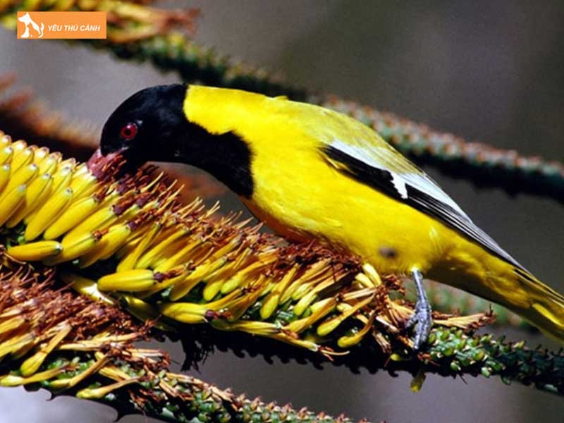 chim-vang-anh-loai-chim-hot-hay-nhat-duoc-san-don-thucanh