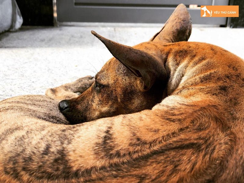 cho-phu-quoc-thucanh