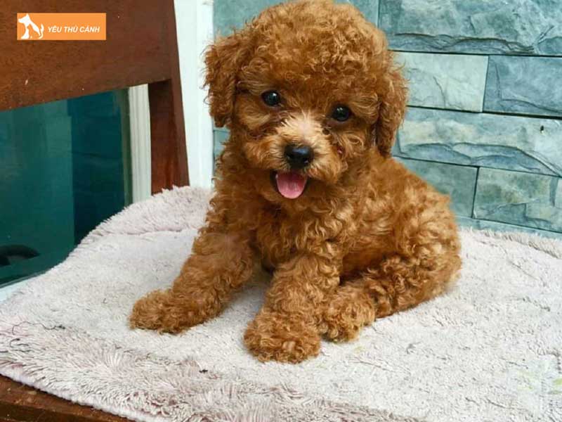 cho-poodle-tiny-2-thang-tuoi-la-gi-thucanh