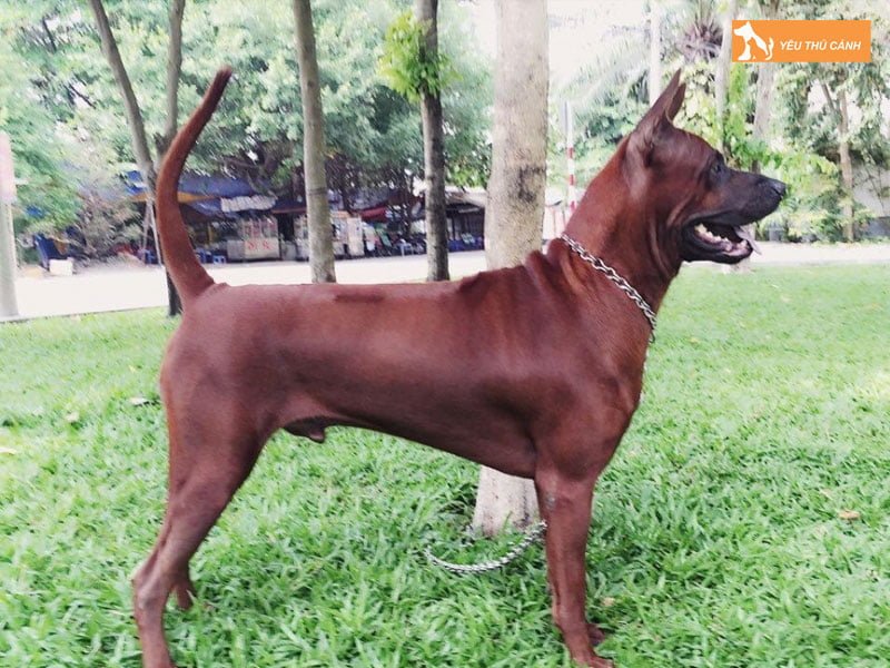 cho-xoay-thai-thucanh