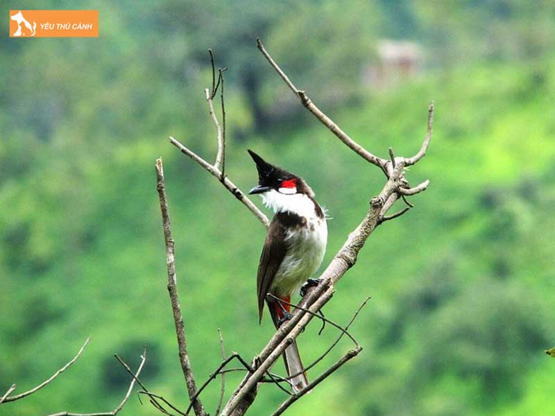 dia-chi-nao-tren-toan-quoc-de-mua-chao-mao-uy-tin-gia-tot-nhat