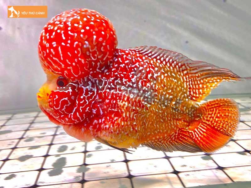 gia-ban-tham-khao-cua-ca-la-han-kamfa-gb-thucanh