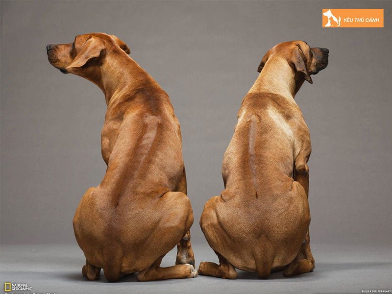 giong-cho-rhodesia-xoay-lung-o-nam-phi-thucanh