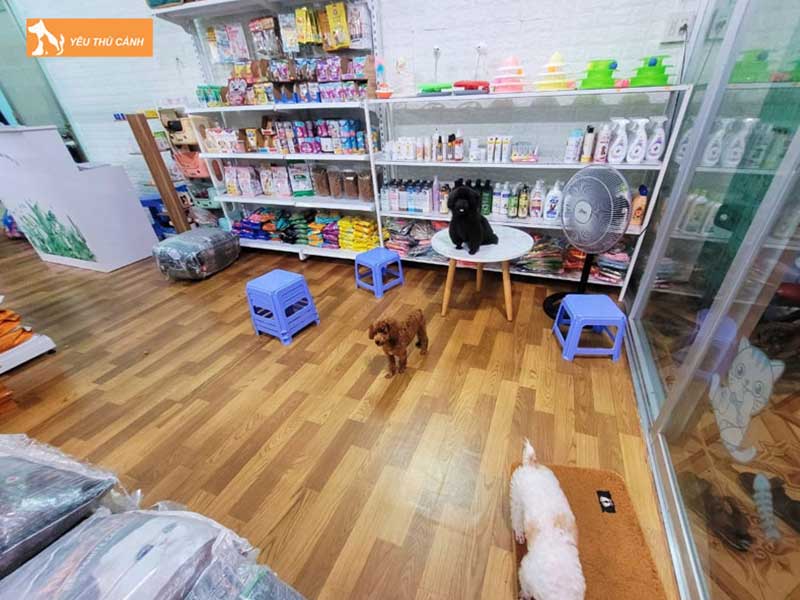hao-hao-pet-shop-thu-cung-cao-lanh-uy-tin-thucanh