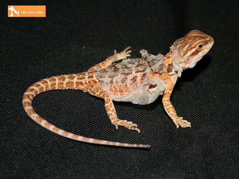 kinh-nghiem-nuoi-con-rong-uc-1-thucanh