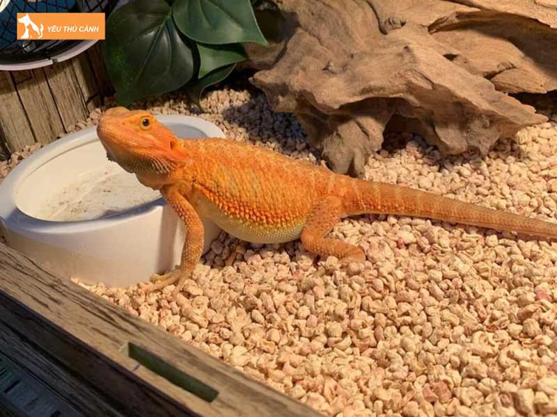 kinh-nghiem-nuoi-con-rong-uc-2-thucanh