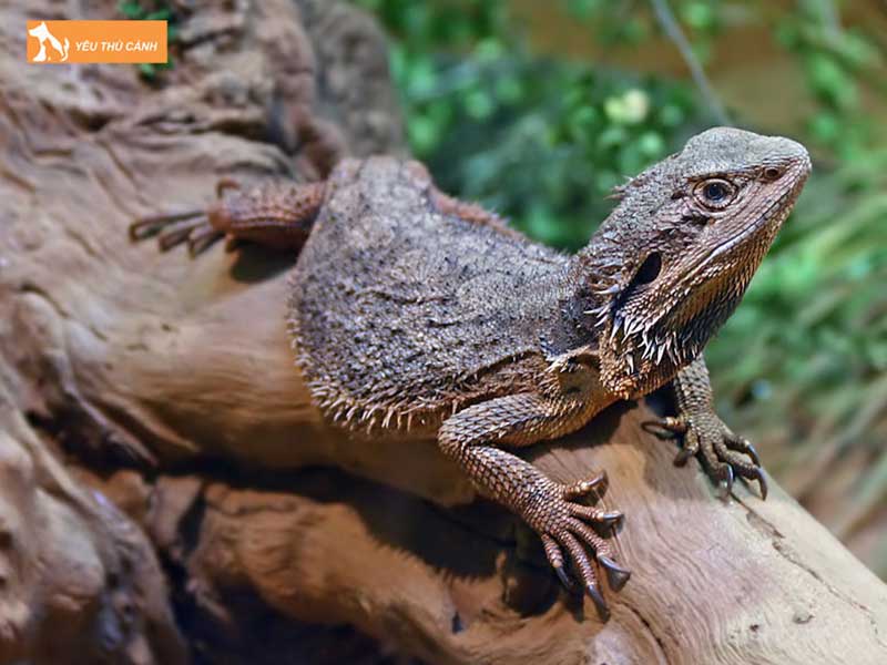 kinh-nghiem-nuoi-con-rong-uc-thucanh