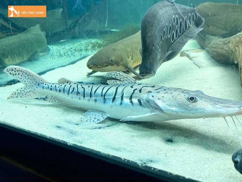 ky-thuat-nuoi-ca-tre-cop-thucanh