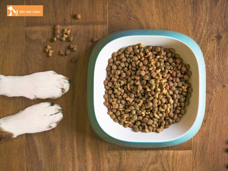 loi-ich-cua-viec-cho-cho-an-thuc-an-kho-thucanh